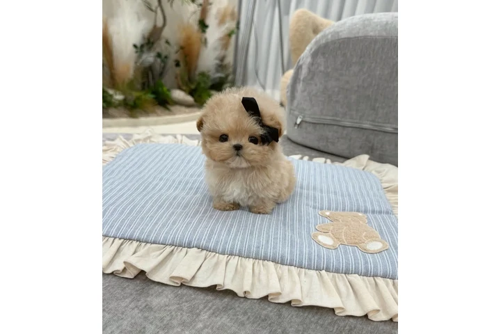 $350 : Maltipoo para Navidad image 2