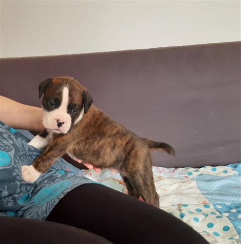 $700 : Gorgeous Boxer puppies forsale image 2