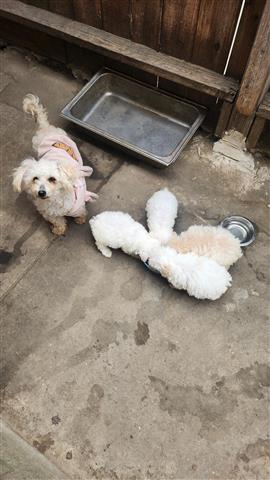 $500 : Maltese and  pure poodle image 1