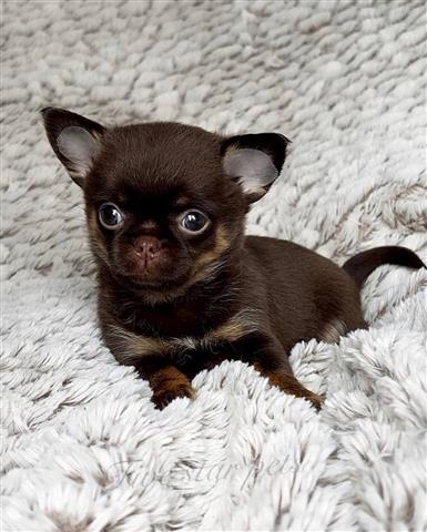 $450 : Chihuahua puppies for adoption image 3