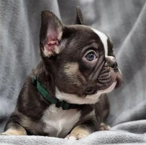 $700 : French bull-dog puppies image 3