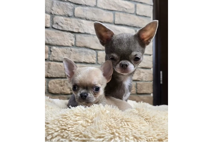 $350 : taza de té chihuahua image 3