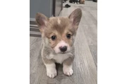 $2000 : Reg'd Pembroke Welsh Corgi thumbnail