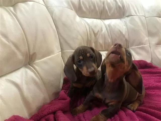 $350 : Dachshund Puppies. image 4