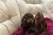 $350 : Dachshund Puppies. thumbnail