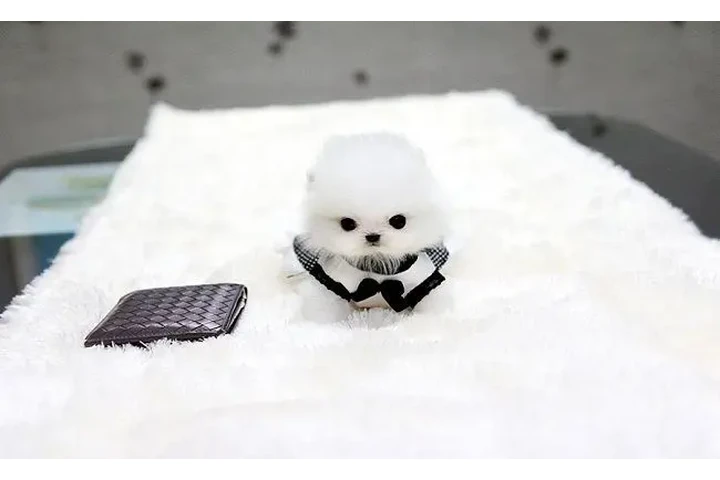 $250 : Chihuahuas and pom puppy's image 1