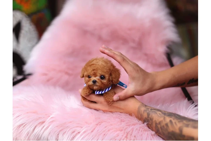 $350 : Caniche miniatura image 4