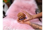 $350 : Caniche miniatura thumbnail