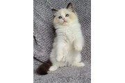 $220 : NSWTBA RAGDOLL KITTENS READY thumbnail