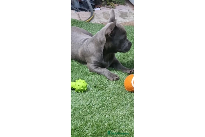 $550 : French Bulldog Staffy Cross image 1