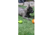 French Bulldog Staffy Cross en Chicago