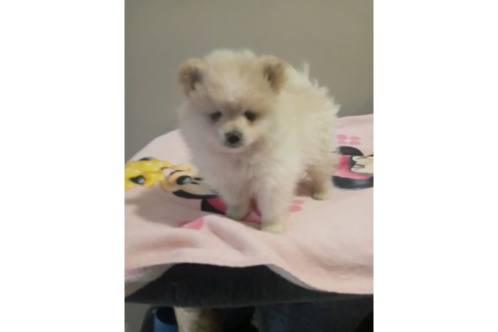 POMERANIANS Y SHIH-TZU 🐕 image 5