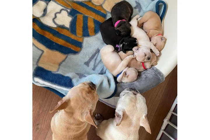 $700 : Adorables cachorros de bulldog image 1