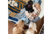 Adorables cachorros de bulldog en Houston