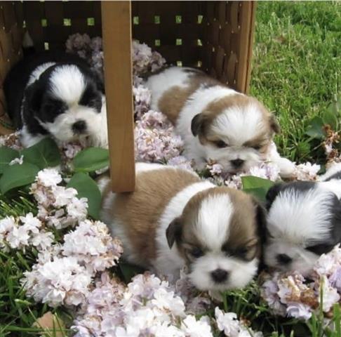 $400 : Cute shih tzu puppies image 1