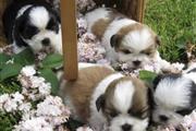 Cute shih tzu puppies en South Dakota