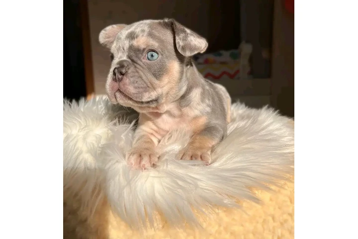 $500 : French bulldog puppies image 8