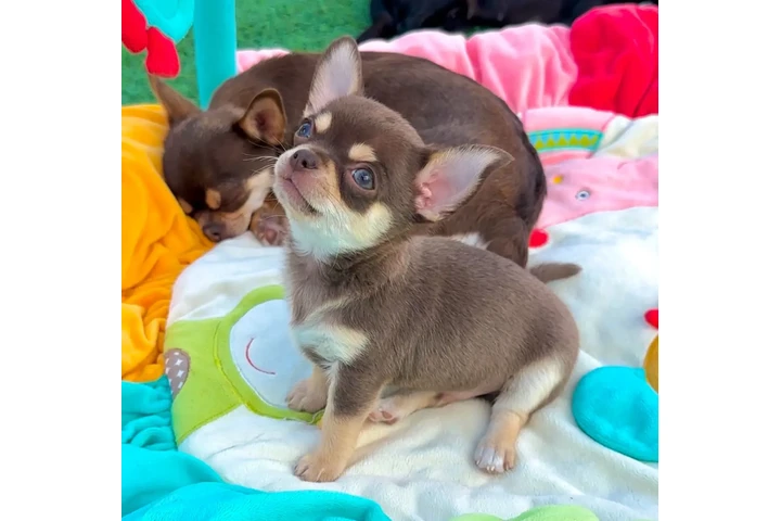 $250 : Chihuahua puppies are still av image 3