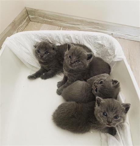 $310 : Scottish fold kittens image 1