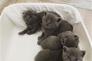 $310 : Scottish fold kittens thumbnail