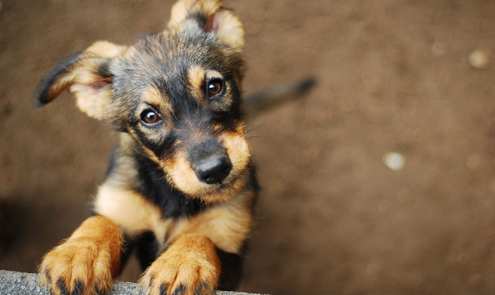 Cachorro con mirada tierna viendo hacia arriba