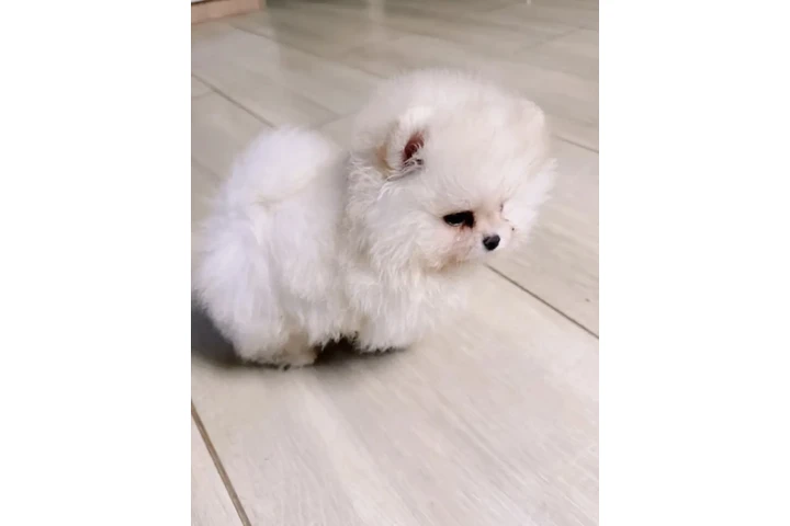 $350 : Pomerian image 1