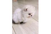 Pomerian en Denver