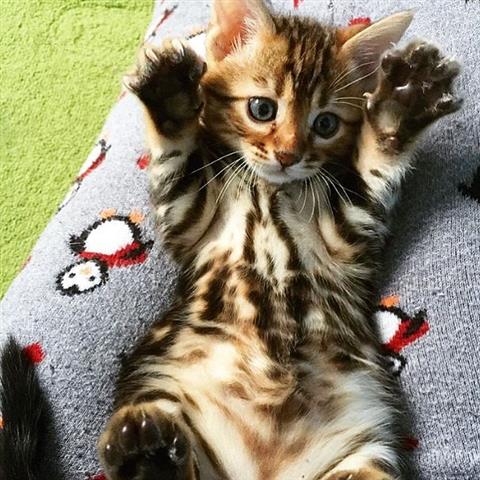 $100 : Bengal Kittens For Sale Pedig❤ image 4