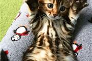 $100 : Bengal Kittens For Sale Pedig❤ thumbnail