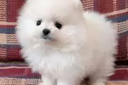 Pomeranian Puppies For Sale en Myrtle Beach