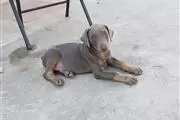 Purebred Blue Doberman