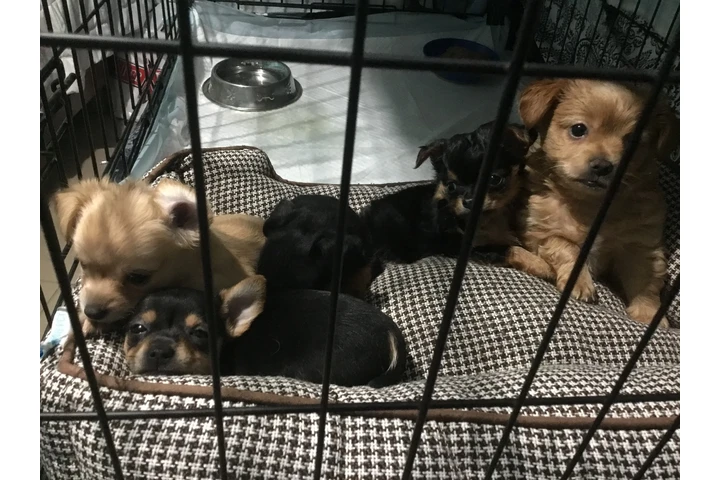 $350 : Perros Chihuahuas image 1