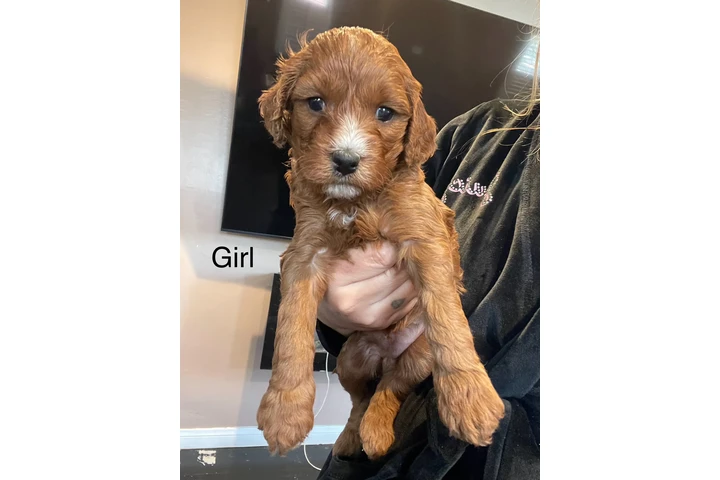 $1800 : Mini Goldendoodle F1b image 5