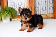 Yorkie Teacup Cachorros en Silver Spring
