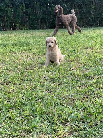 Standard Poodle puppies image 2