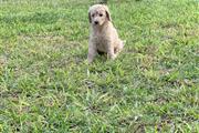 Standard Poodle puppies thumbnail