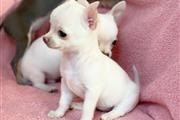 Chihuahua puppies for sale en Miami