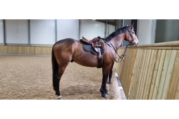 $3300 : Max (Thoroughbred  FOR SALE image 1
