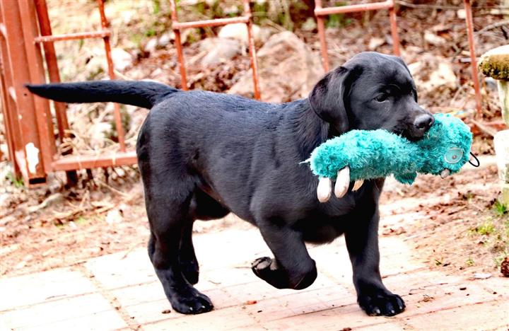 $600 : Dulces cachorros Labrador## image 3