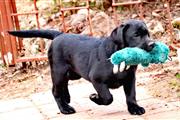 $600 : Dulces cachorros Labrador## thumbnail