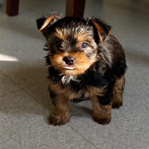 $450 : Purebred Yorkie Available image 2
