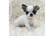 cachorros chihuahua listos en Miami