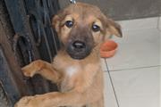 $500 : German Shepherd puppies sale thumbnail