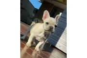 hermosos Bulldog francés en Atlanta