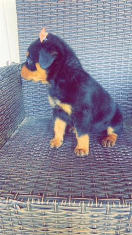 $650 : Perrita Rottweiler image 2