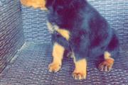 $650 : Perrita Rottweiler thumbnail