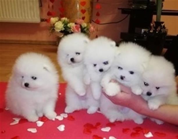 Bright & Cutest Pomeranian Pup image 1