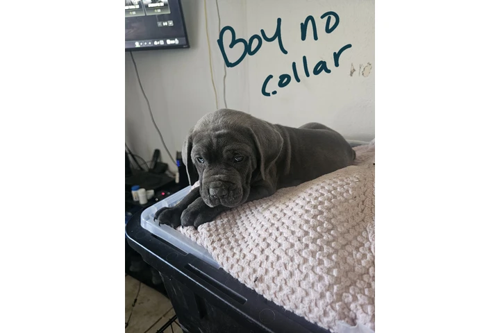 $600 : Cane corso image 3