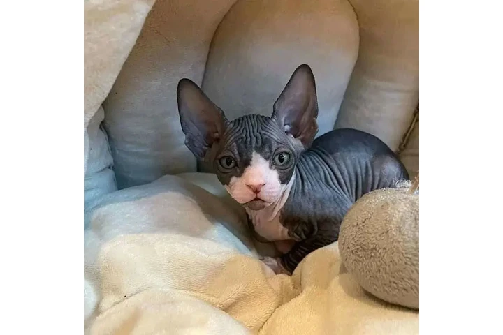 $650 : Sphynx kittens for sale image 4