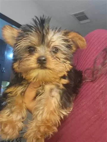 $950 : Yorkie Macho image 1